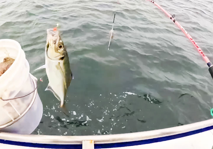 良型のアジをゲット